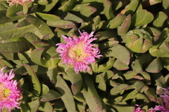 Carpobrotus mellei