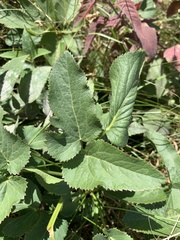 Apioideae