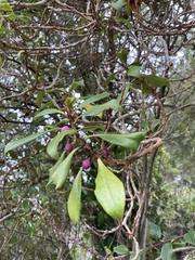 Myoporum laetum