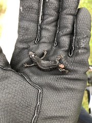 Triturus cristatus