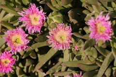 Carpobrotus mellei