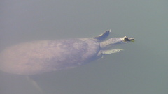 Apalone spinifera emoryi