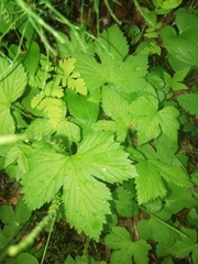 Rubus humulifolius