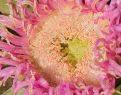 Carpobrotus mellei