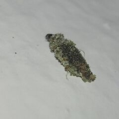 Tineinae