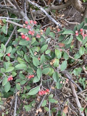 Cotoneaster pannosus