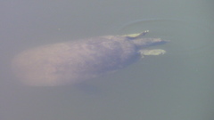 Apalone spinifera emoryi