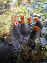 Peltigera praetextata