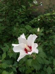 Hibiscus syriacus