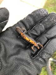 Triturus cristatus