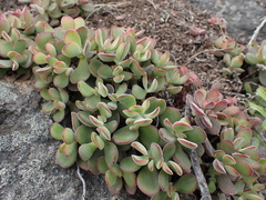 Crassula atropurpurea
