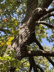 Carya texana