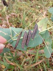 Vicia pisiformis