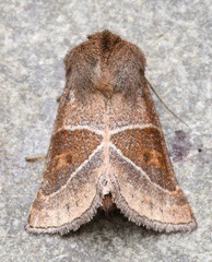 Lemmeria digitalis