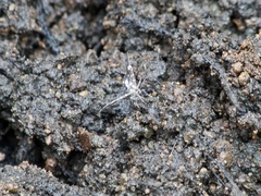 Trichodezia californiata