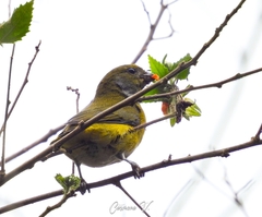 Euphonia hirundinacea