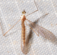 Gonomyia