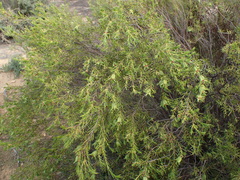 Diosma