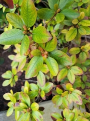 Rhododendron indicum