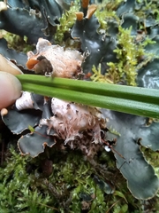 Peltigera praetextata