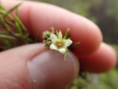Diosma