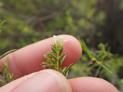 Diosma