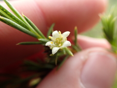 Diosma