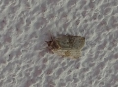 Nycteola asiatica