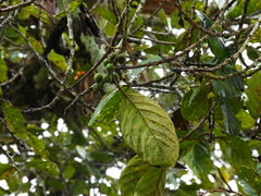 Ficus