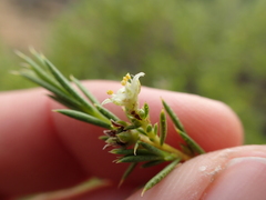 Diosma