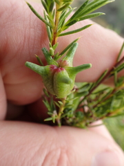 Diosma