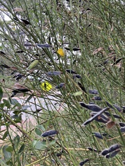 Genista monspessulana