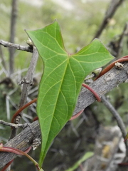 Ipomoea dumetorum