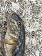 Neogobius melanostomus