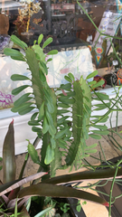 Euphorbia trigona