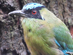 Momotus aequatorialis