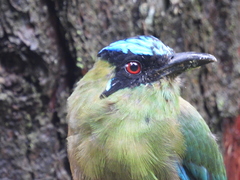 Momotus aequatorialis