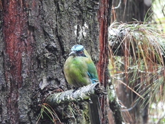 Momotus aequatorialis