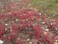 Drosera alba