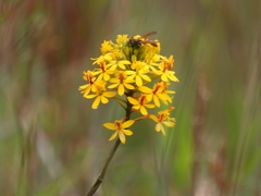 Epidendrum melinanthum