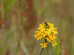 Epidendrum melinanthum