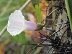 Ipomoea dumetorum