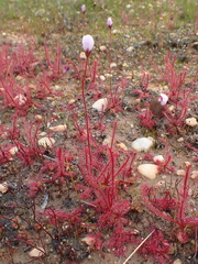 Drosera alba