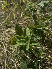 Menthinae