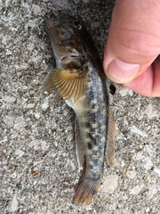 Neogobius melanostomus