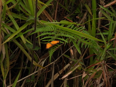 Tegosa