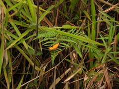Tegosa