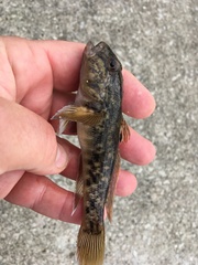 Neogobius melanostomus
