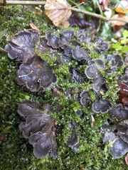 Peltigera praetextata