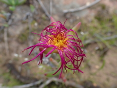 Aizoaceae